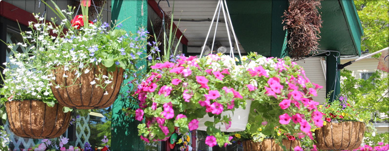 Bangor Maine Florist, Flower Shop, Floral Arrangement